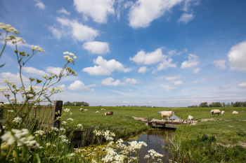 Fries Landschap