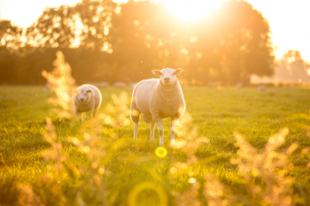 Schapen in de wei