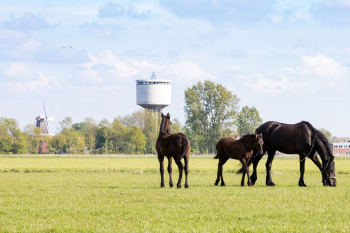 Dokkum: Watertoren en Paarden