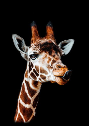 Dark Giraffe color