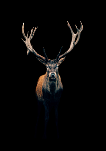 Dark Deer color