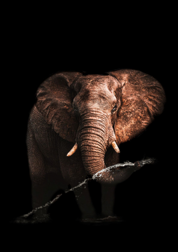 Dark Elephant color