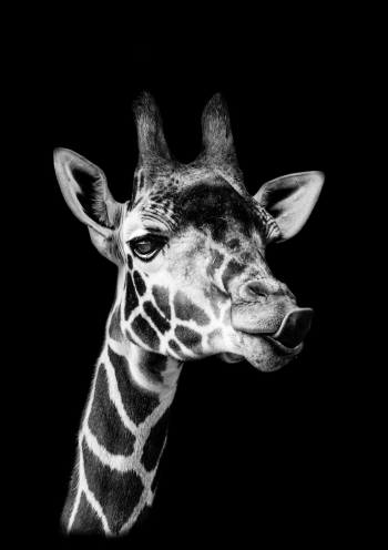 Black&White giraffe