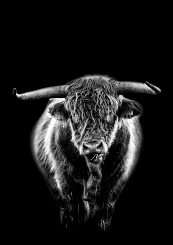 Black&White highlander