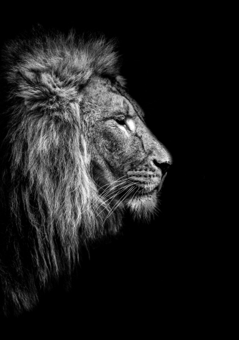 Black&White lion