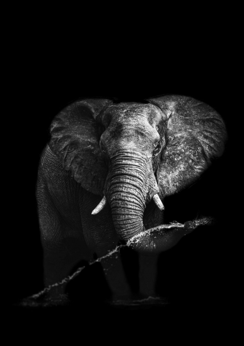 Black&White elephant