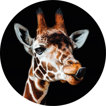 Dark Giraffe Color muurcirkel