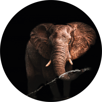 Dark elephant Color muurcirkel