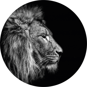 Black&White Lion muurcirkel