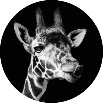 Black&White Giraffe muurcirkel